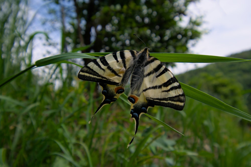 a close up of a butterfly on a flower