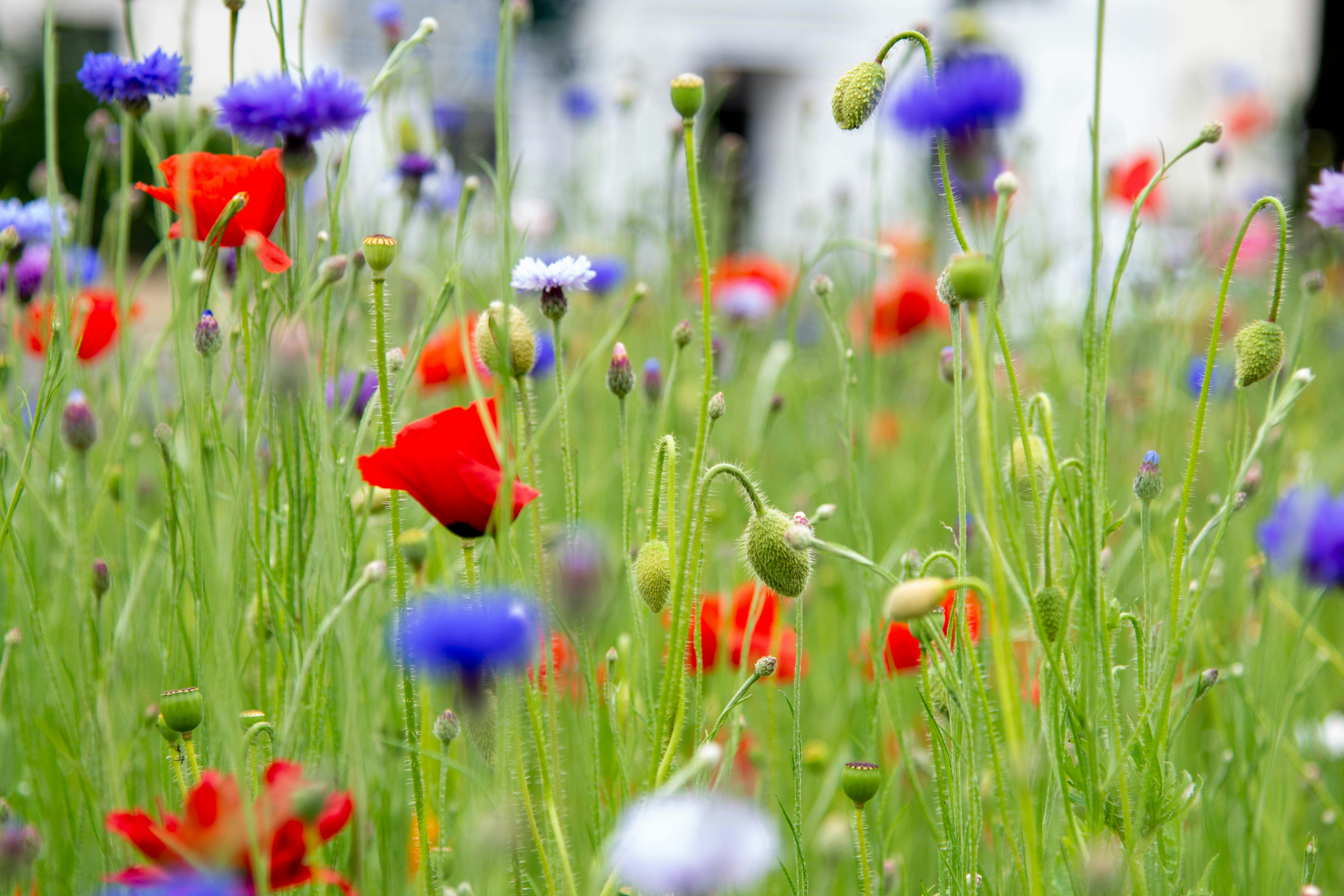 Photo by maplerockdesign