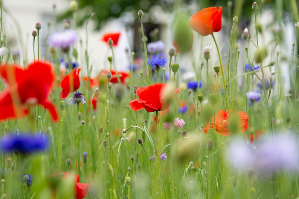 a field full of red and blue flowers