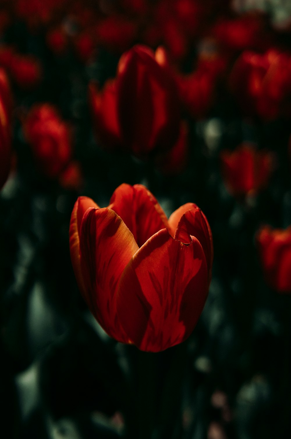 a single red tulip in a field of red flowers