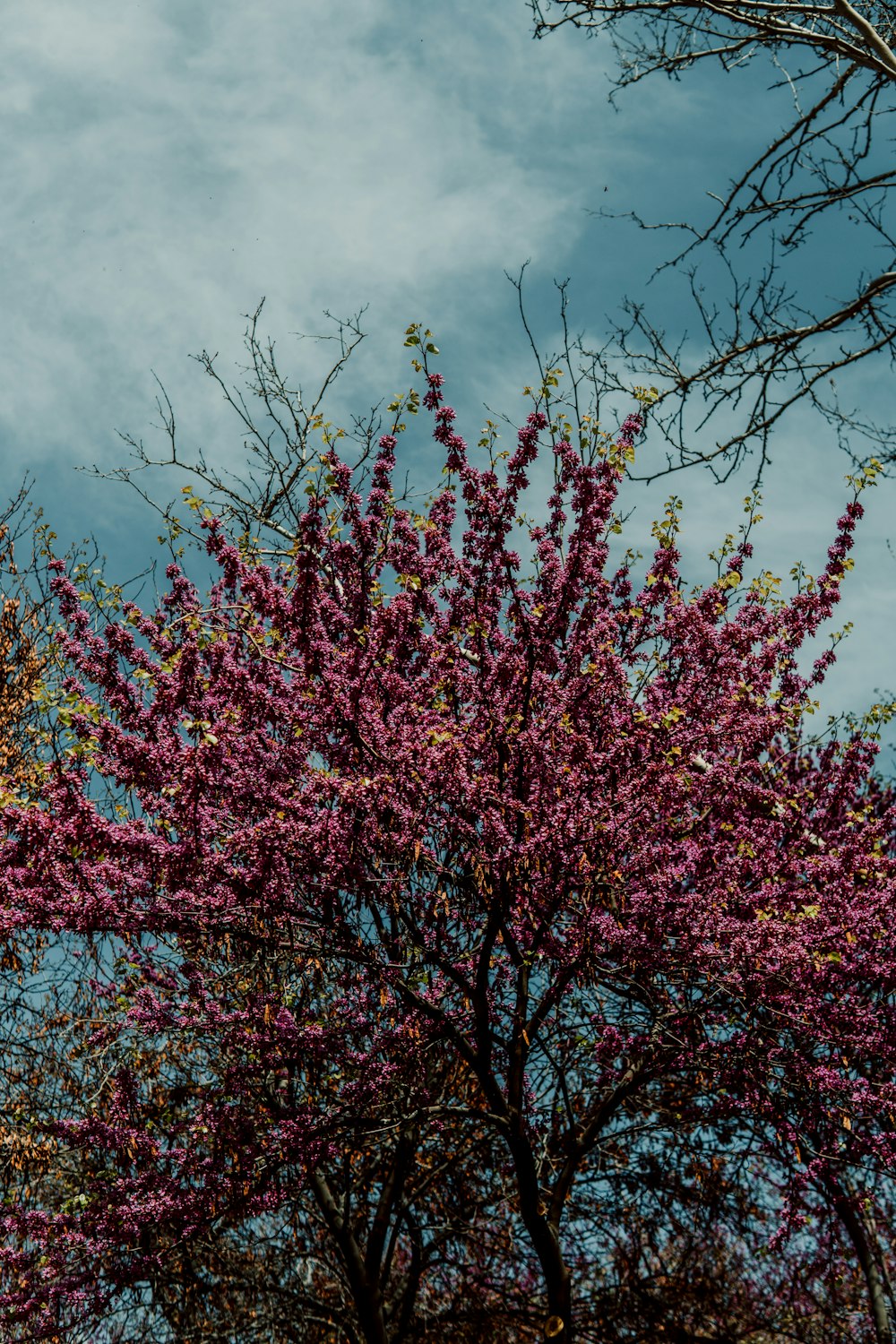 a tree with purple flowers in the foreground and a blue sky in the background