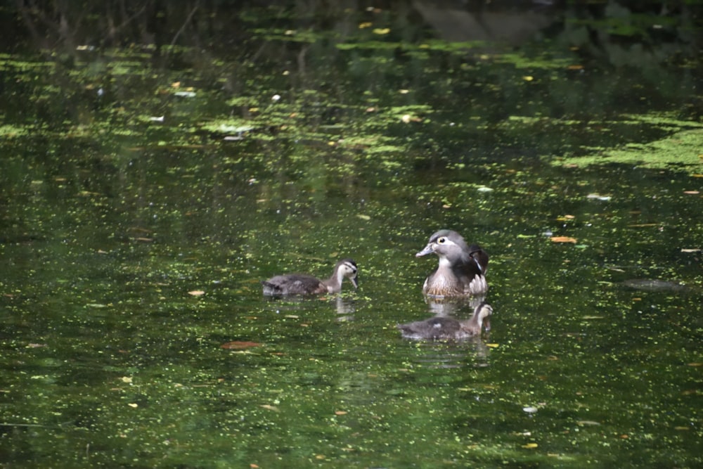 a mother duck and her two babies swimming in a pond