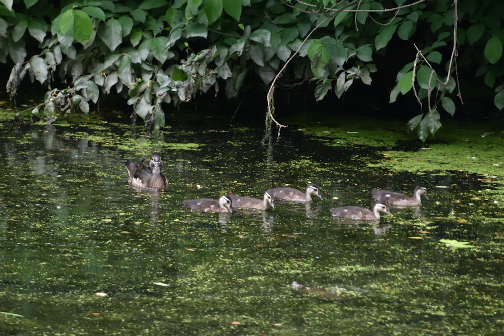 a group of ducks floating on top of a body of water