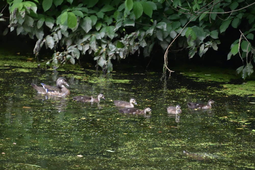 um grupo de patos flutuando em cima de um corpo de água