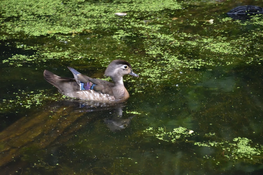 um pato flutuando em cima de um corpo de água