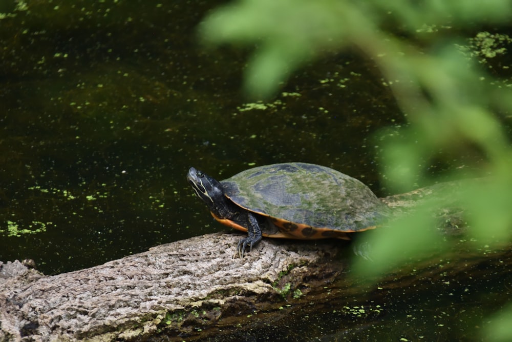 a turtle is sitting on a log in the water