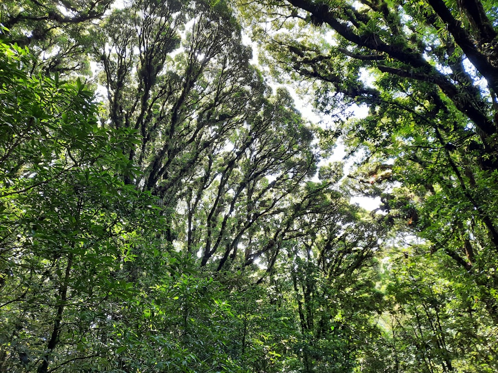 a lush green forest filled with lots of trees