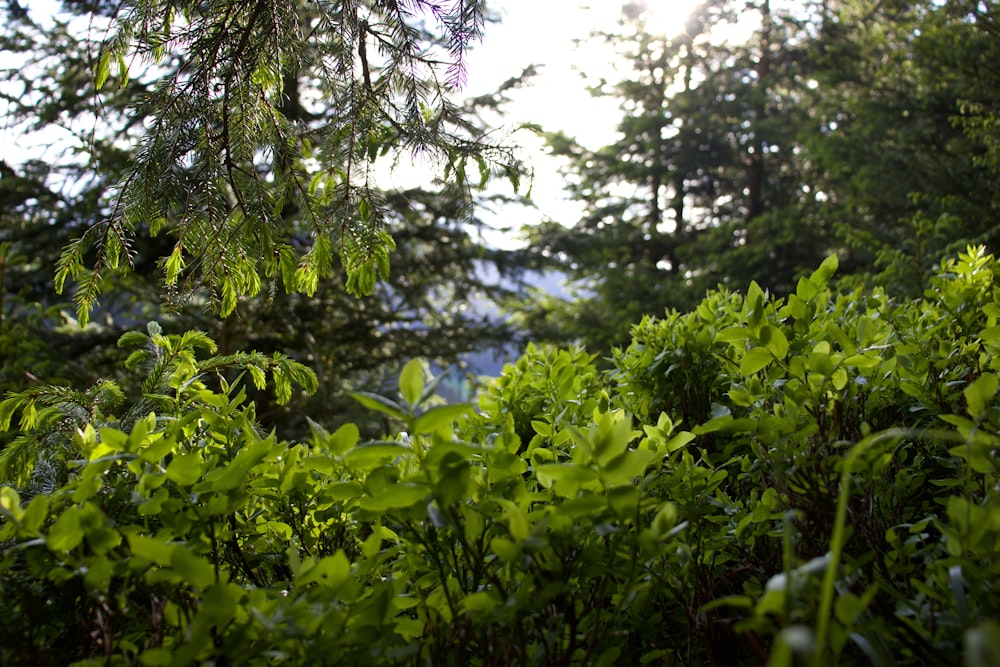 Ein Wald voller grüner Pflanzen