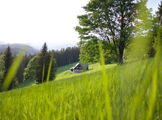 A serene countryside scene featuring a gently sloping green hill. In the foreground, tall blades of grass sway in the breeze. A solitary house with a red facade and a green roof rests at the base of the hill. Surrounding the house are large trees, and beyond them, a dense forest extends into the distance under a clear sky.