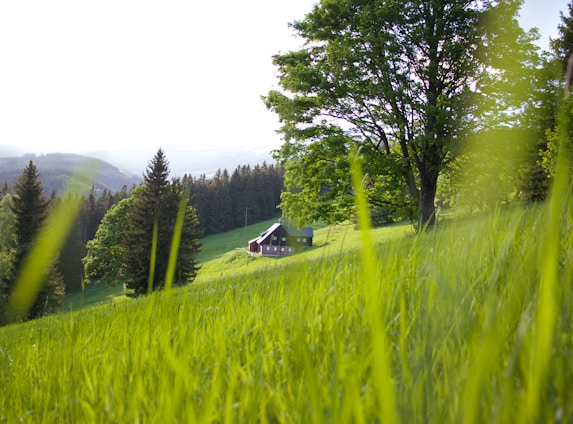 A serene countryside scene featuring a gently sloping green hill. In the foreground, tall blades of grass sway in the breeze. A solitary house with a red facade and a green roof rests at the base of the hill. Surrounding the house are large trees, and beyond them, a dense forest extends into the distance under a clear sky.