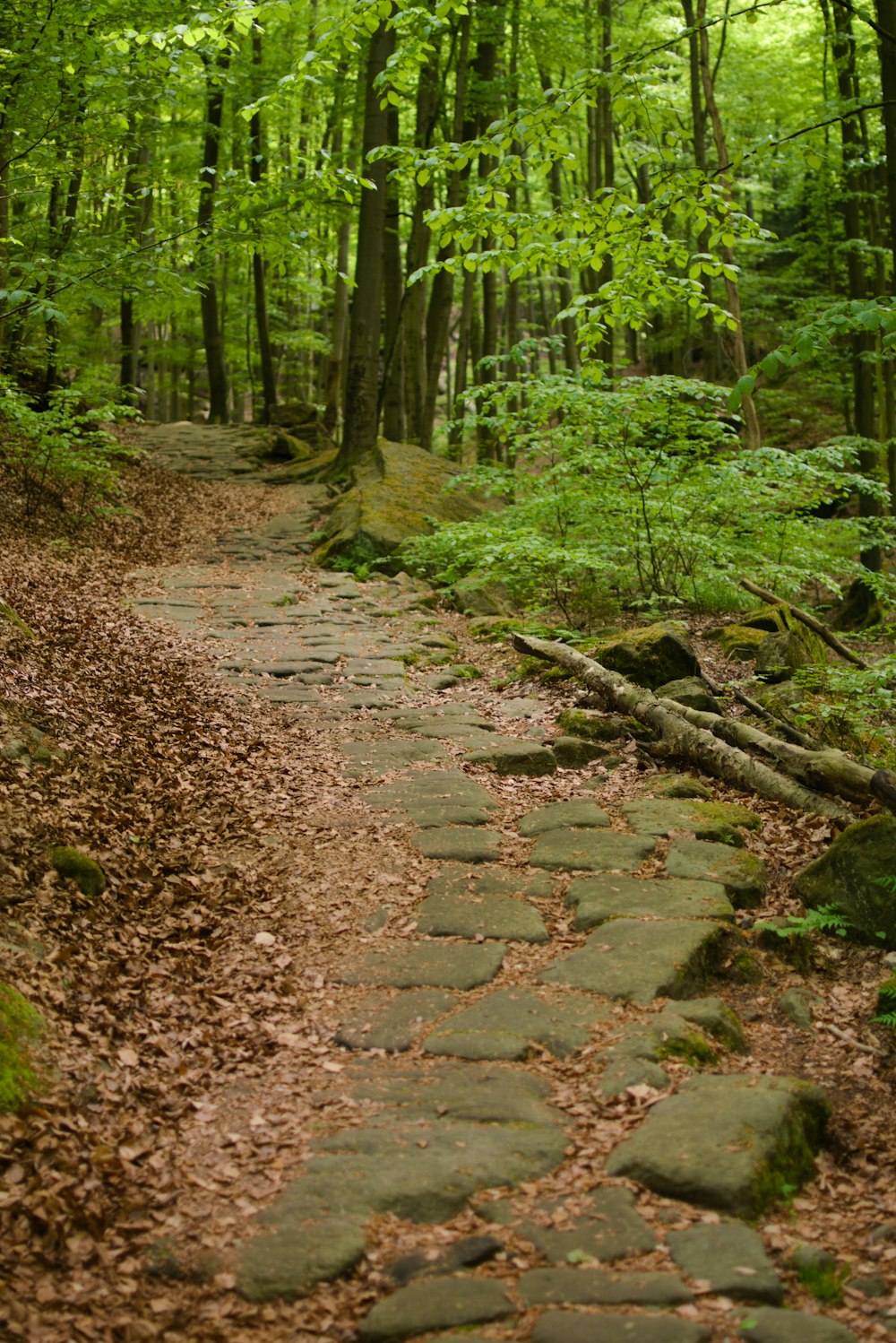 Un sentiero di pietra nel mezzo di una foresta