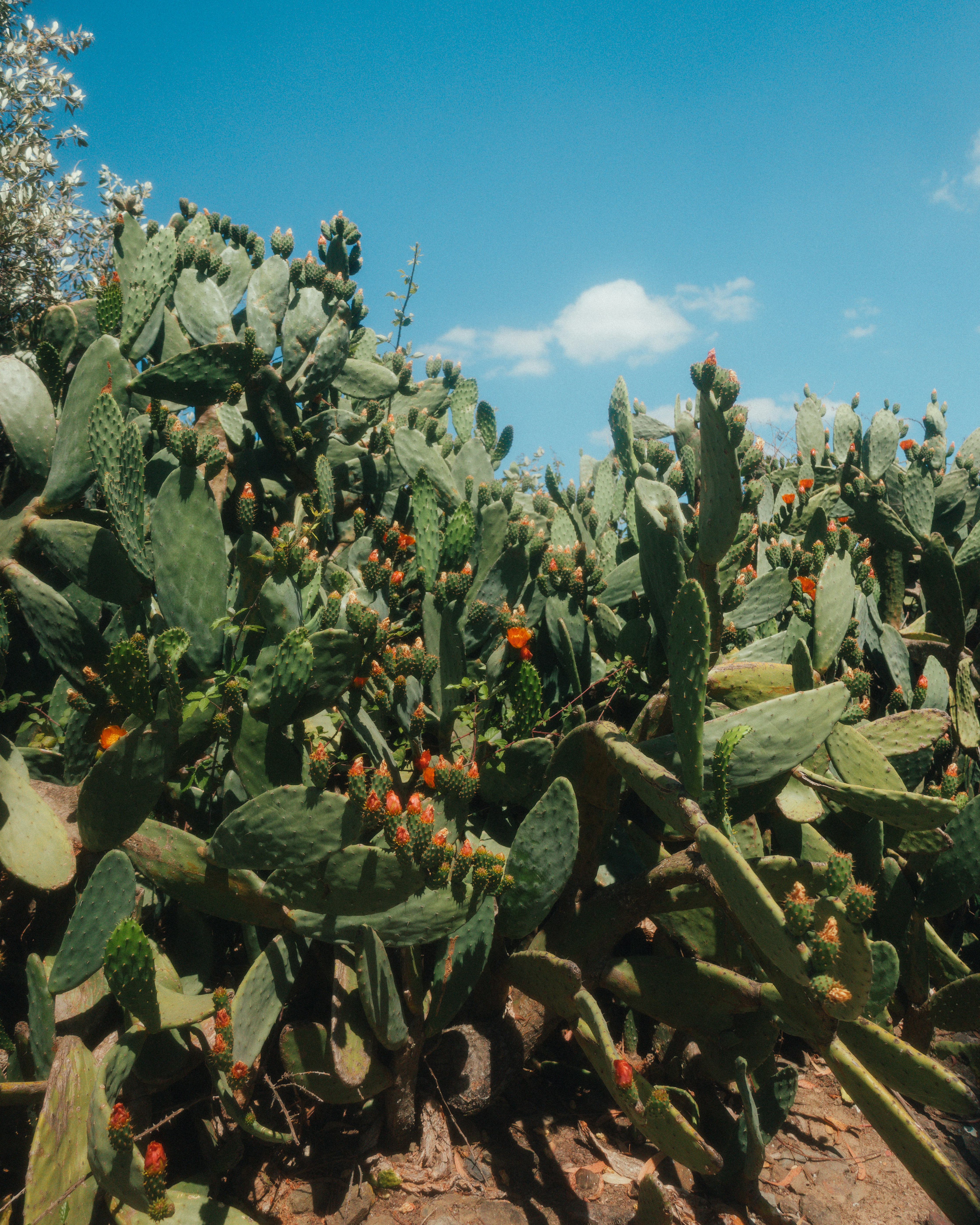 Photo by rodrigoesant