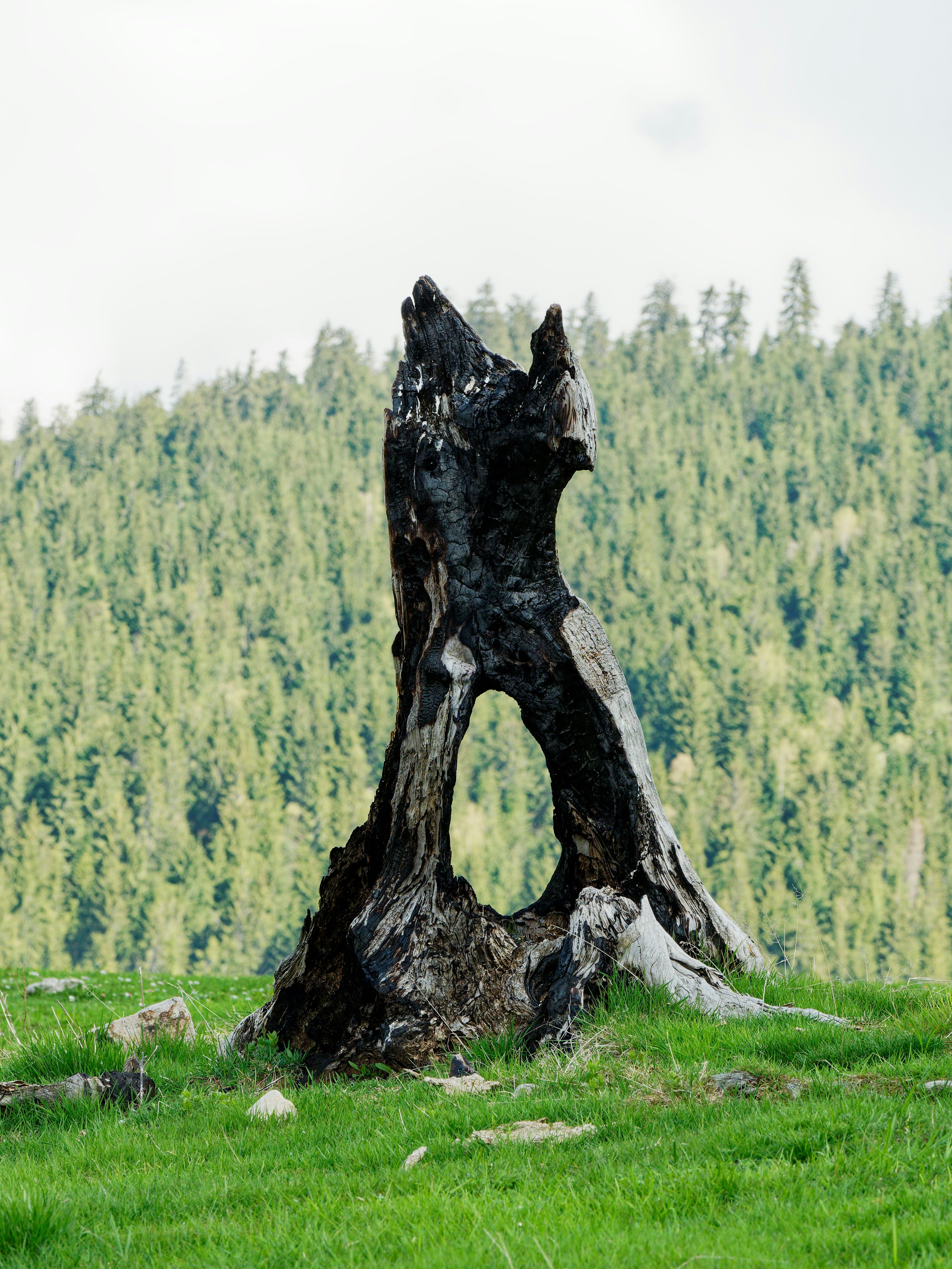 Ein großer Baumstumpf sitzt auf einem üppigen grünen Feld
