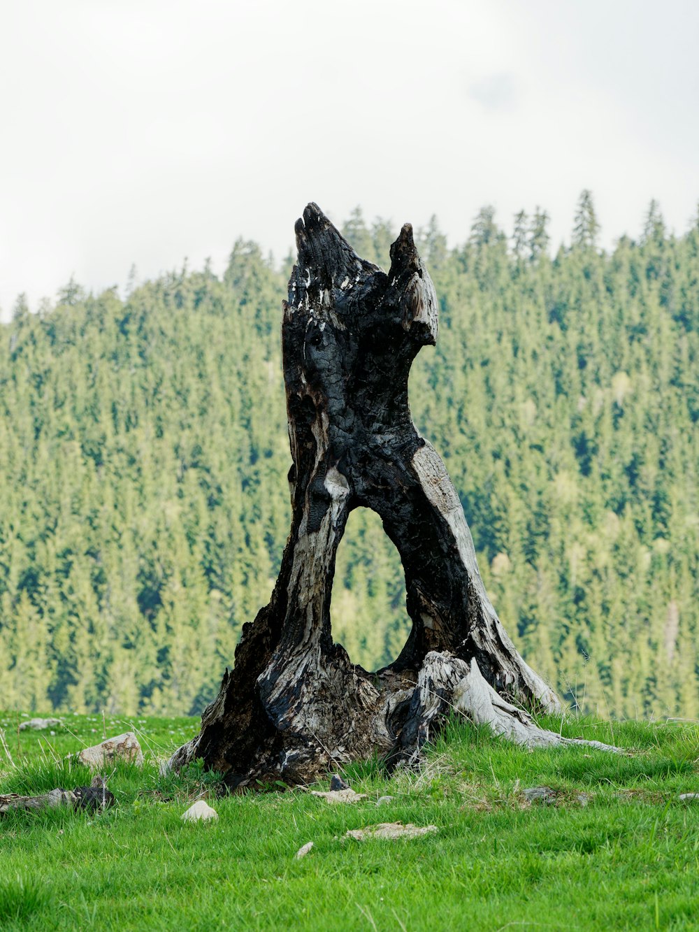 a large tree stump sitting on top of a lush green field