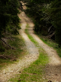 a bear walking down a dirt road in the woods