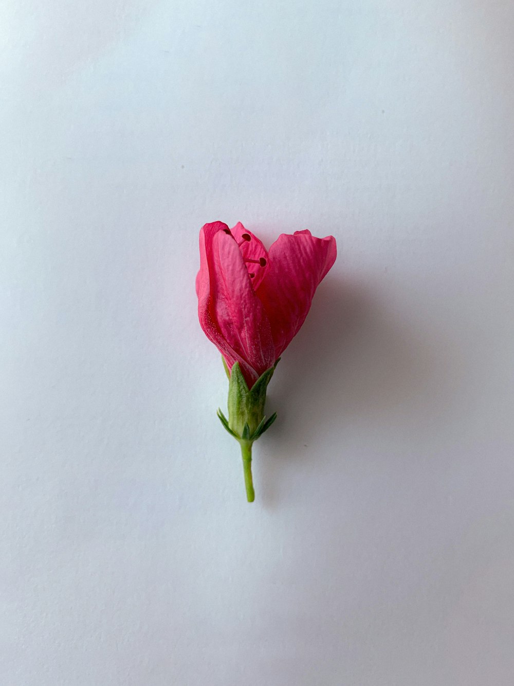 a single pink flower on a white surface
