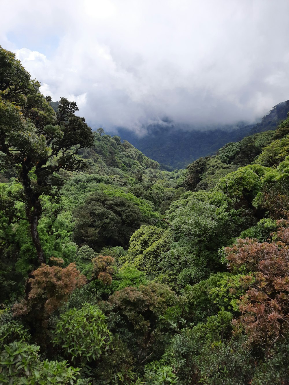 a lush green forest filled with lots of trees