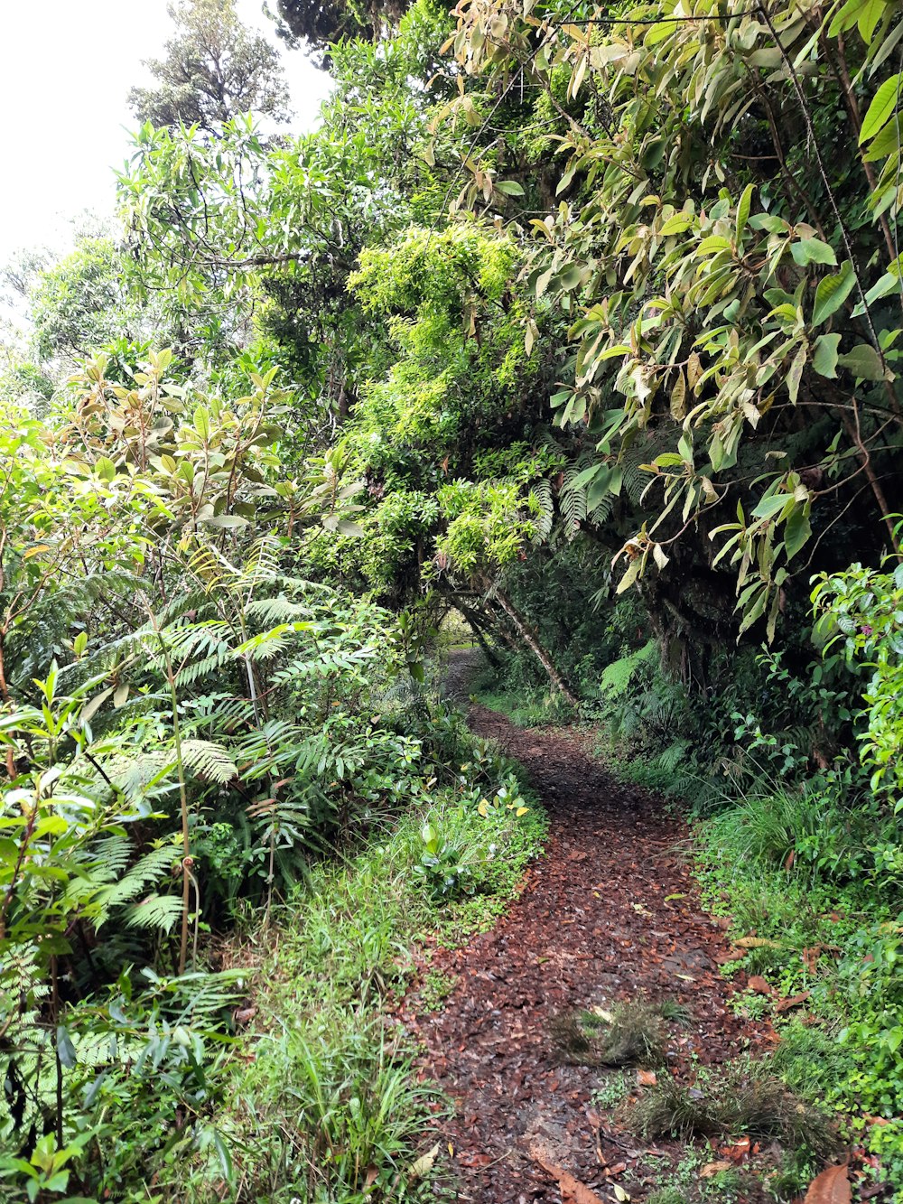 a dirt path in the middle of a forest