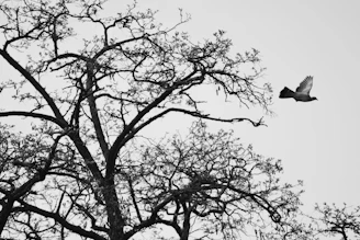 a black and white photo of a bird flying over a tree