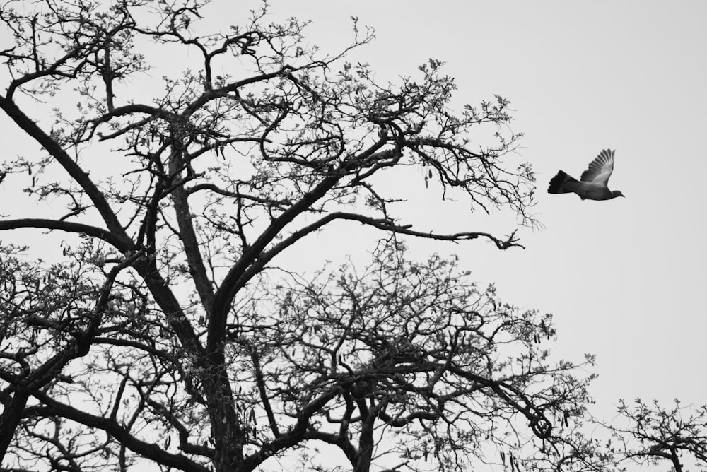 Una foto in bianco e nero di un uccello che vola sopra un albero