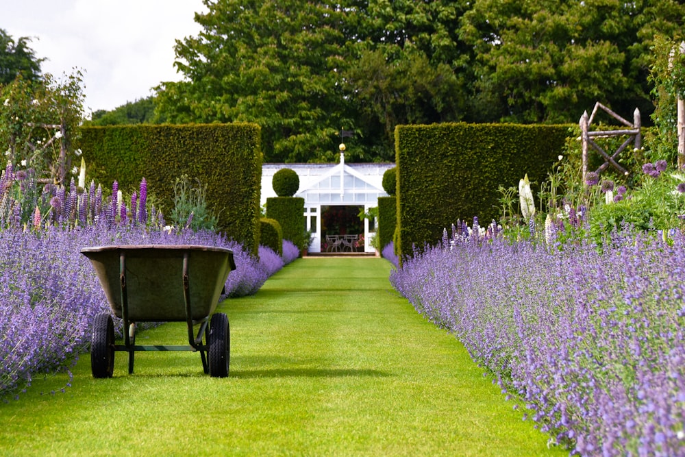 a garden filled with lots of purple flowers