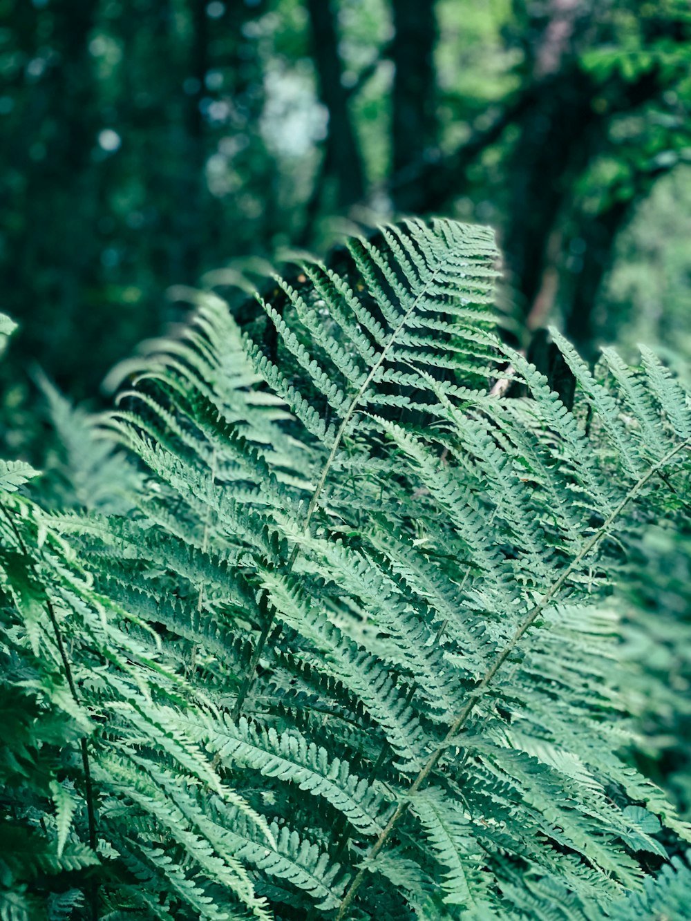 a close up of a fern plant in a forest