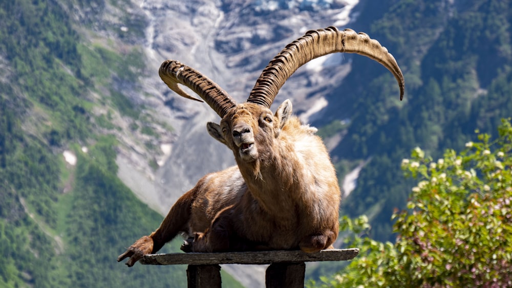 a ram with large horns sitting on a wooden post