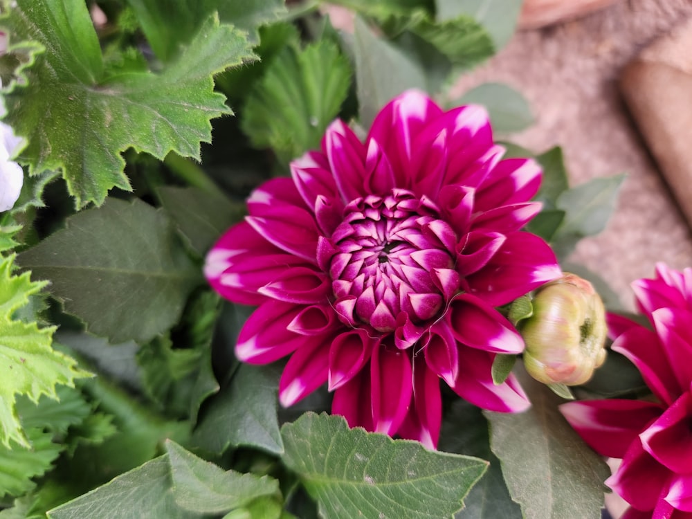 a close up of a pink flower surrounded by green leaves