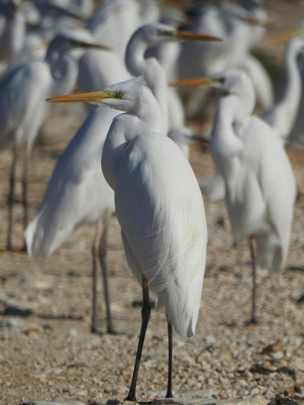 a group of white birds standing on top of a sandy beach