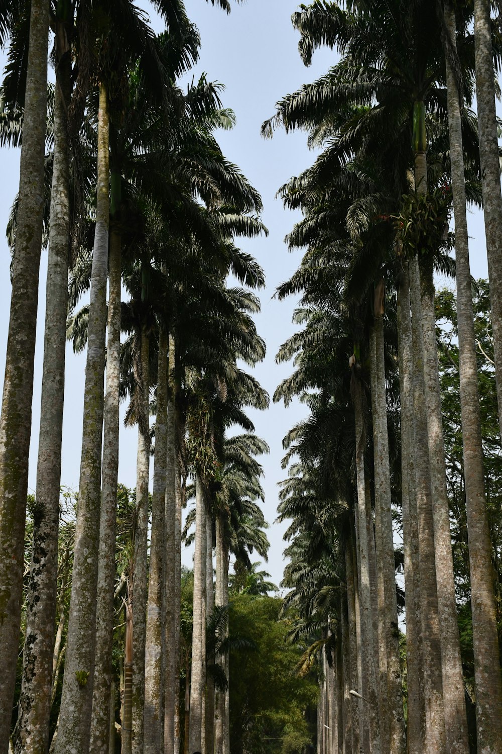 a group of tall palm trees in a forest