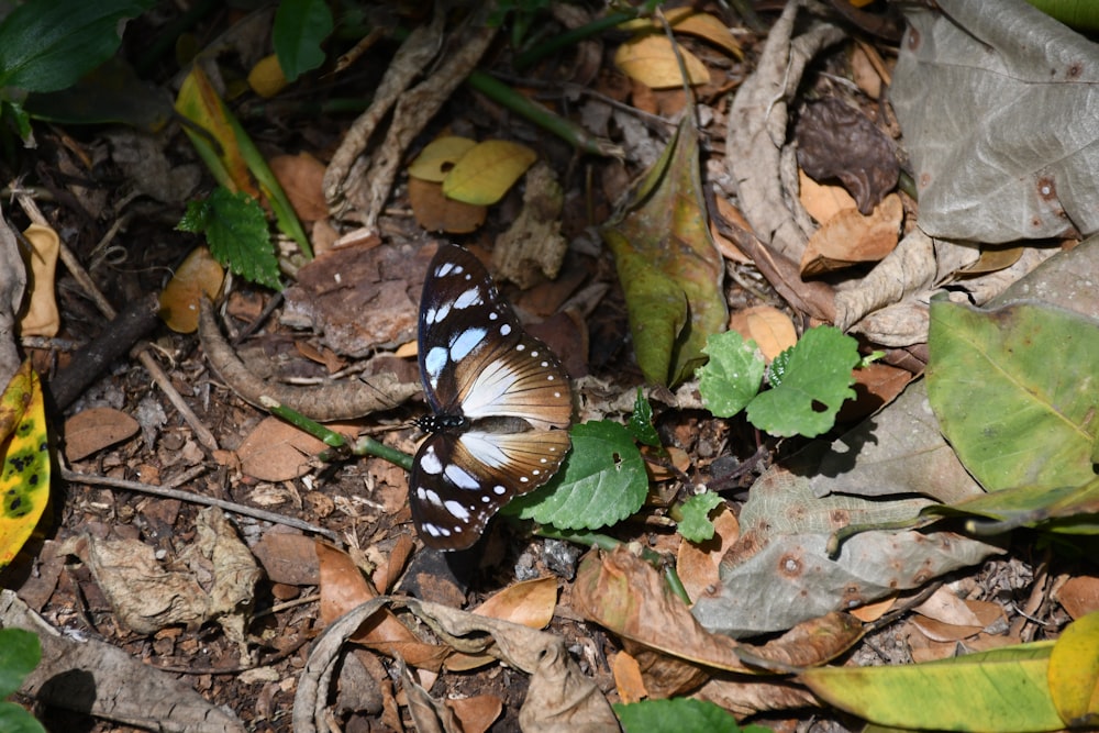 a butterfly is sitting on the ground among leaves