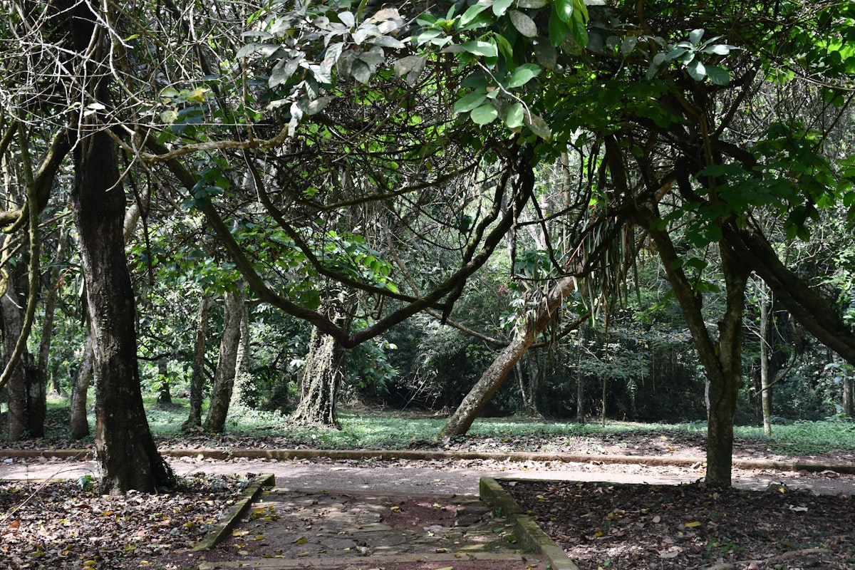 Tropical garden path in Ghana's Eastern Region