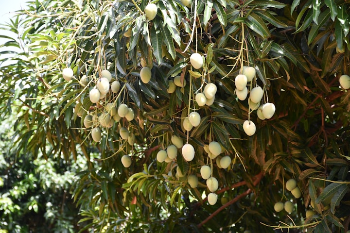 Dimness within the Mango Grove 