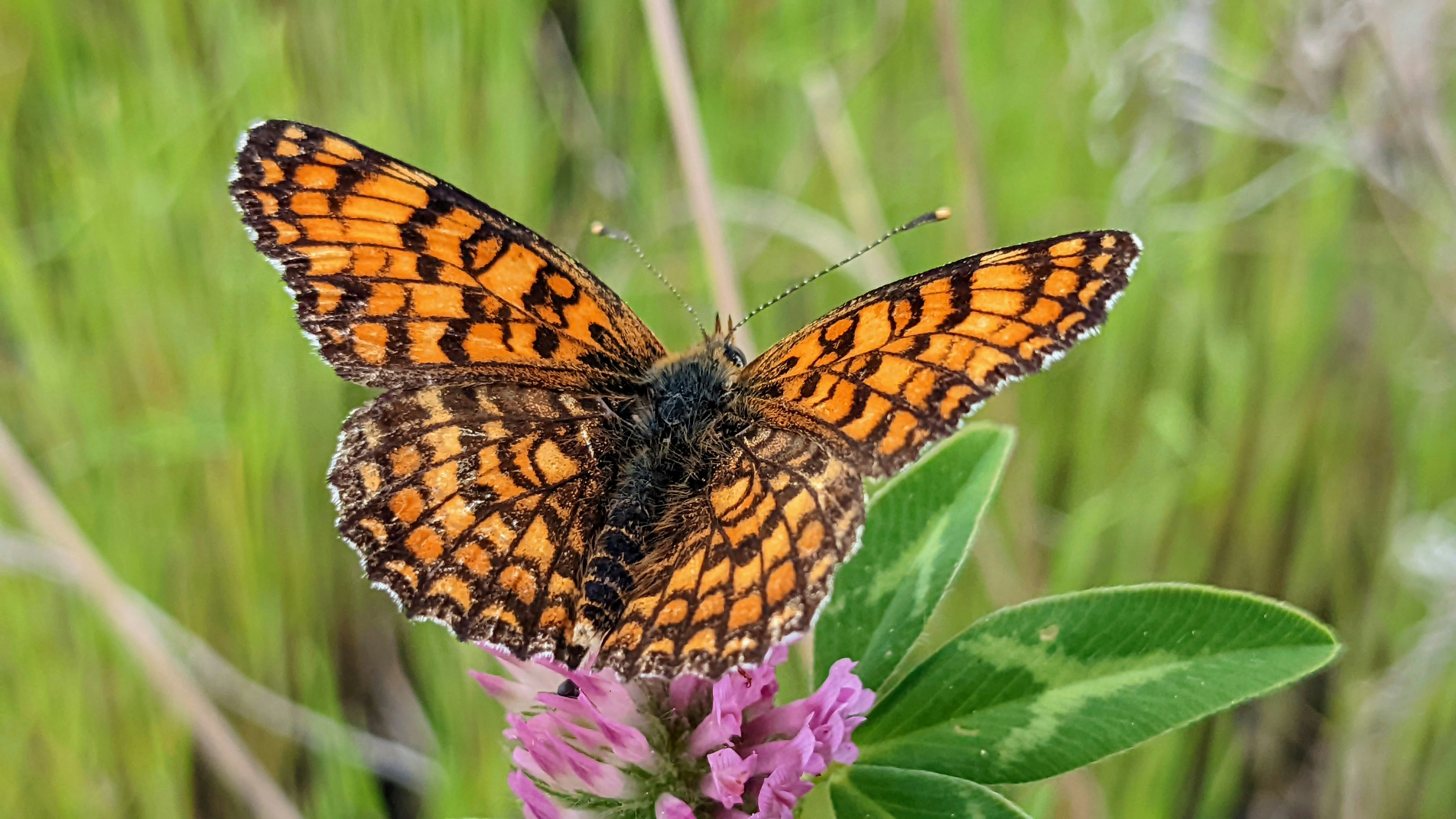 Butterflies and the Human Connection (image credits: unsplash)