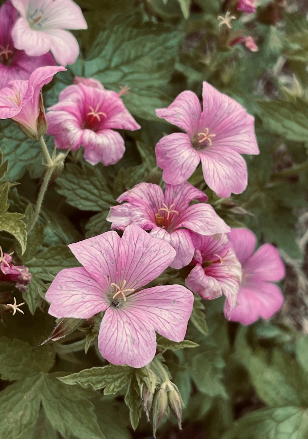 a bunch of pink flowers with green leaves