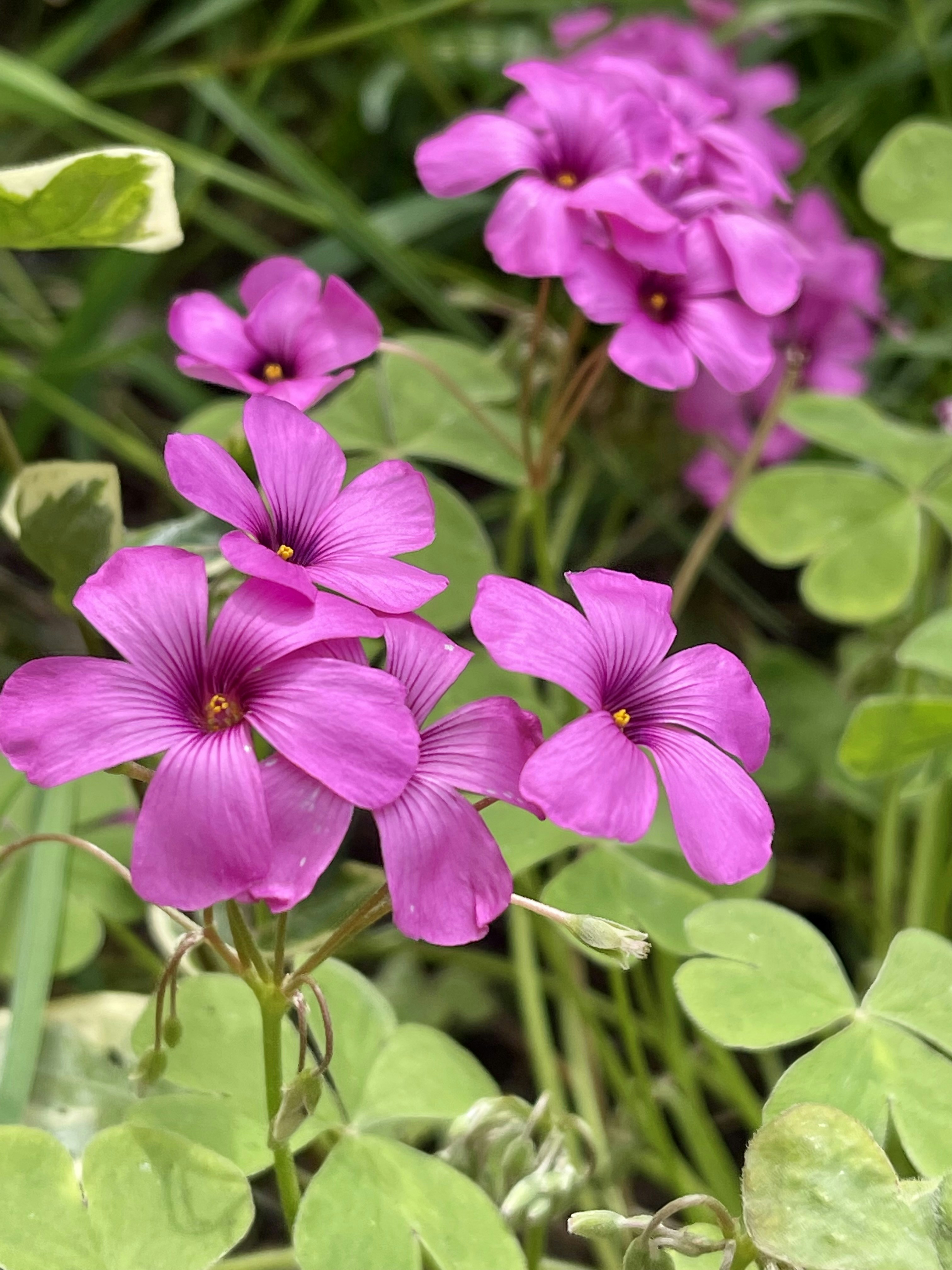 Un grupo de flores púrpuras en un jardín