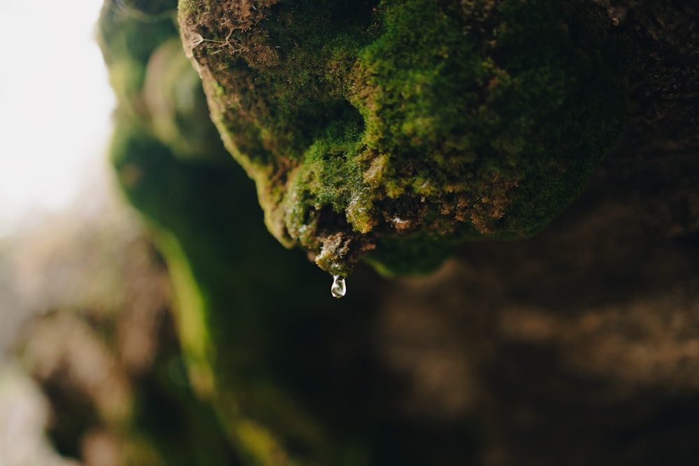 a close up of a mossy statue with a drop of water hanging from it