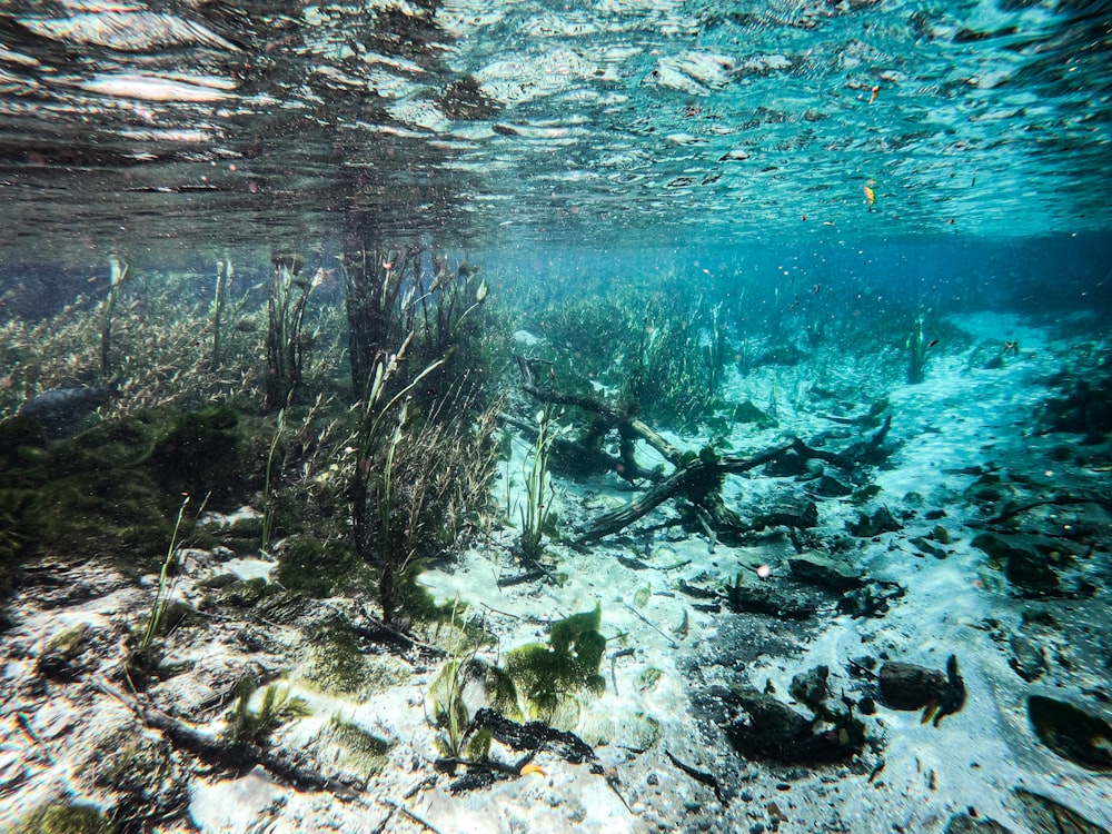 an underwater view of a sea floor with seaweed