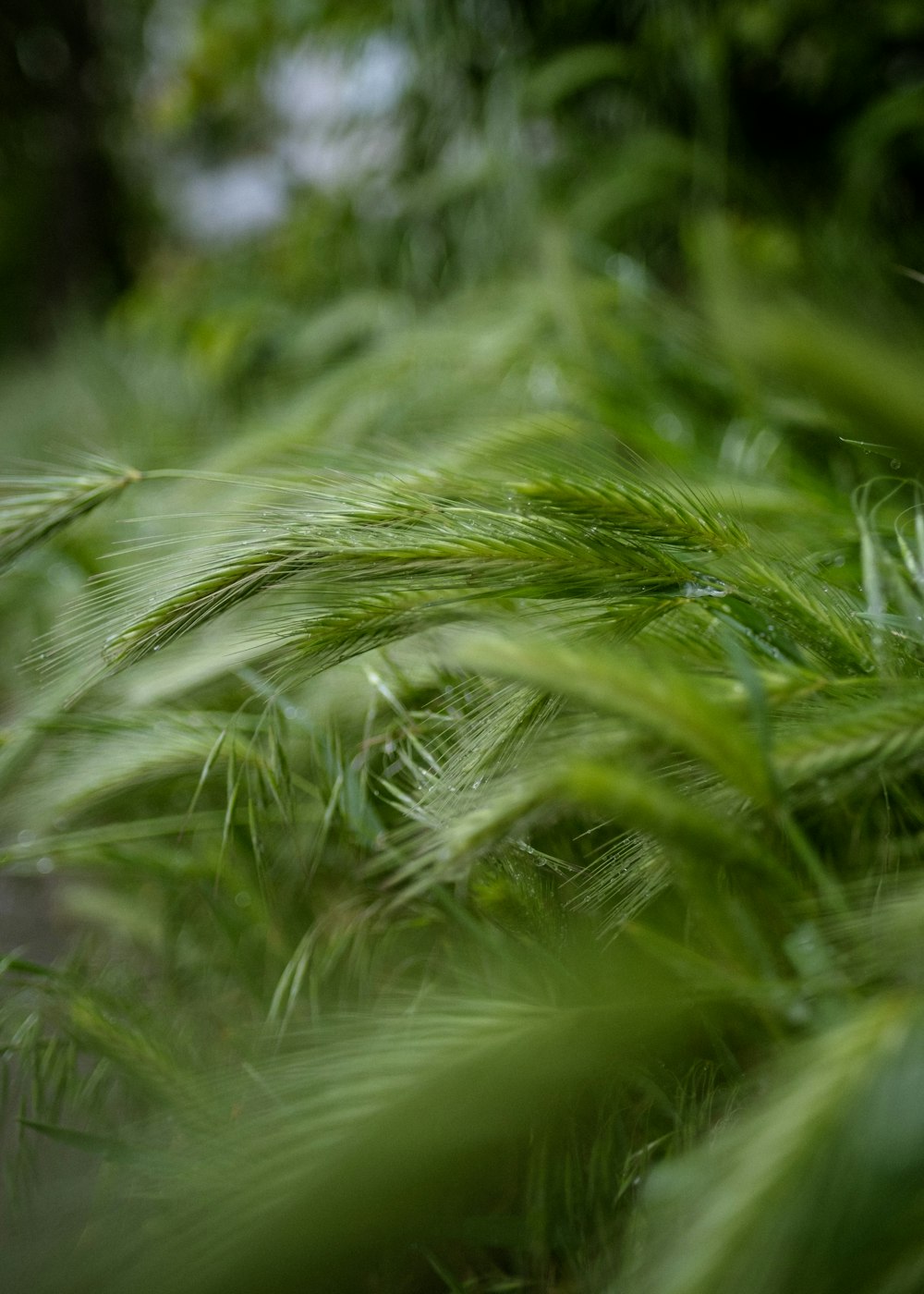 a close up of a bunch of green plants