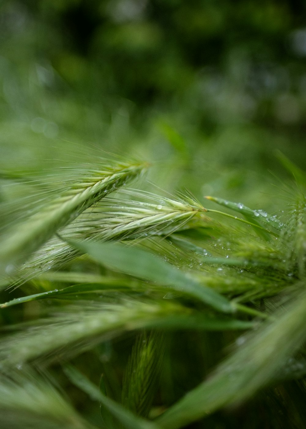 a close up of a plant with water droplets on it