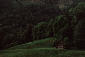 A rustic wooden cabin sits nestled in a lush, dense forest landscape. The surrounding greenery is rich and vibrant, with a variety of trees covering rolling hills. The scene has a serene, untouched feel to it, enhanced by the overcast lighting.