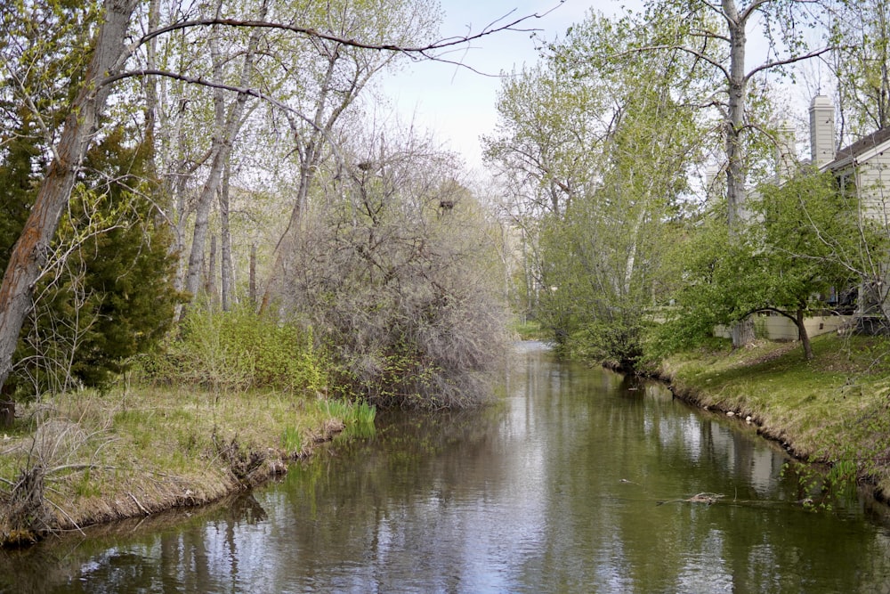 a river running through a lush green forest