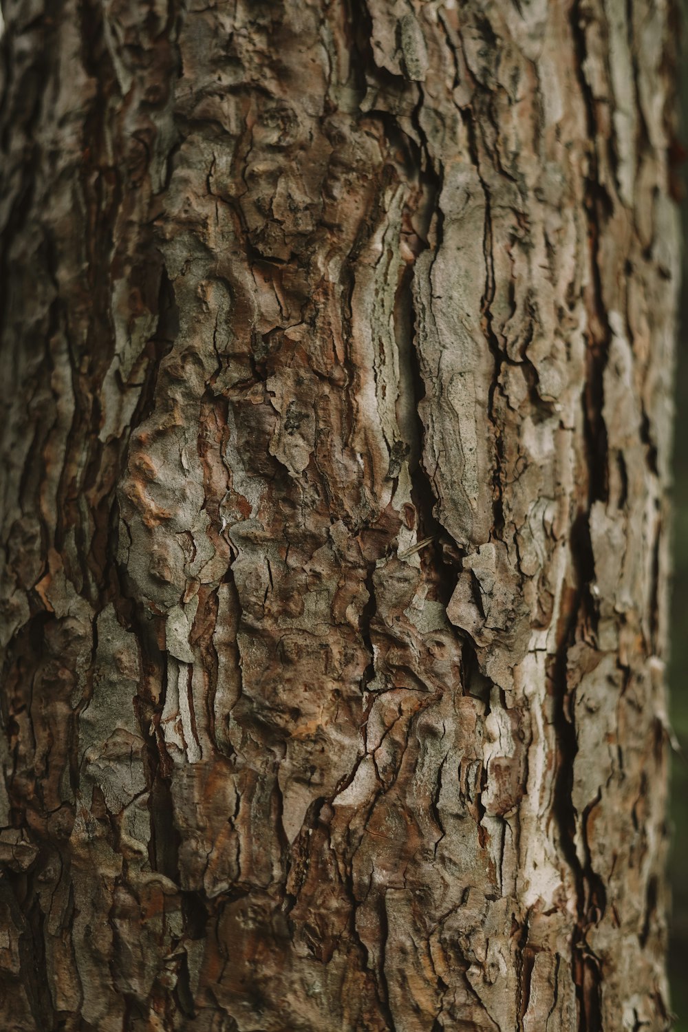 a close up of the bark of a tree