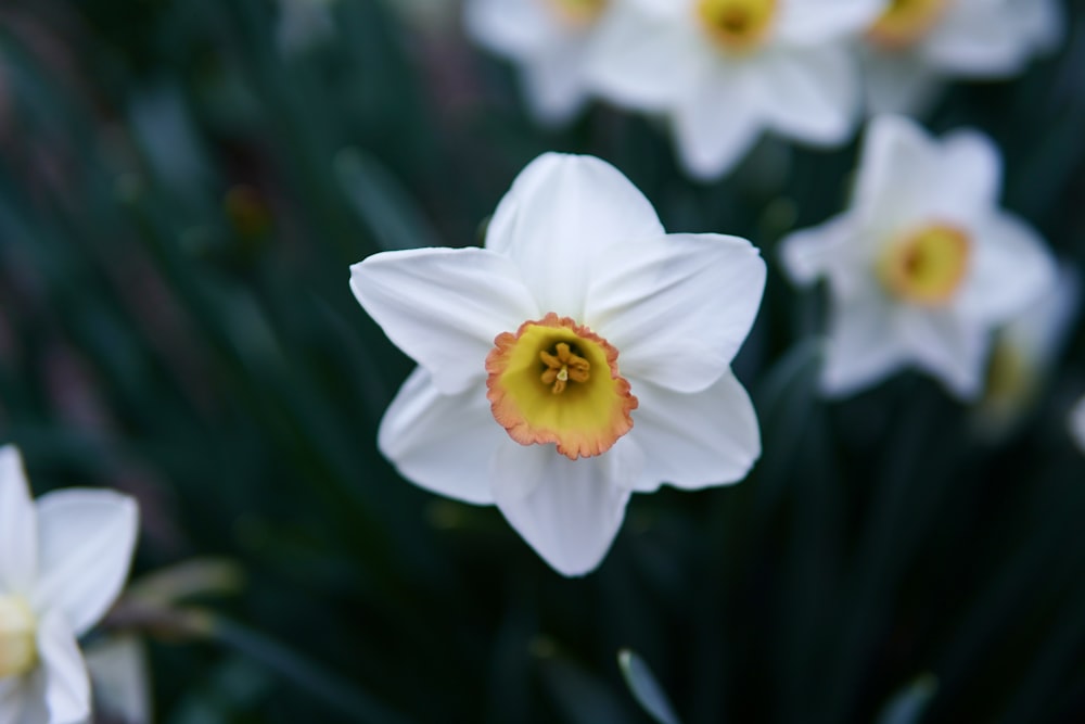 a group of white flowers with a yellow center