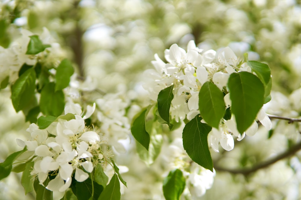 a tree with white flowers and green leaves