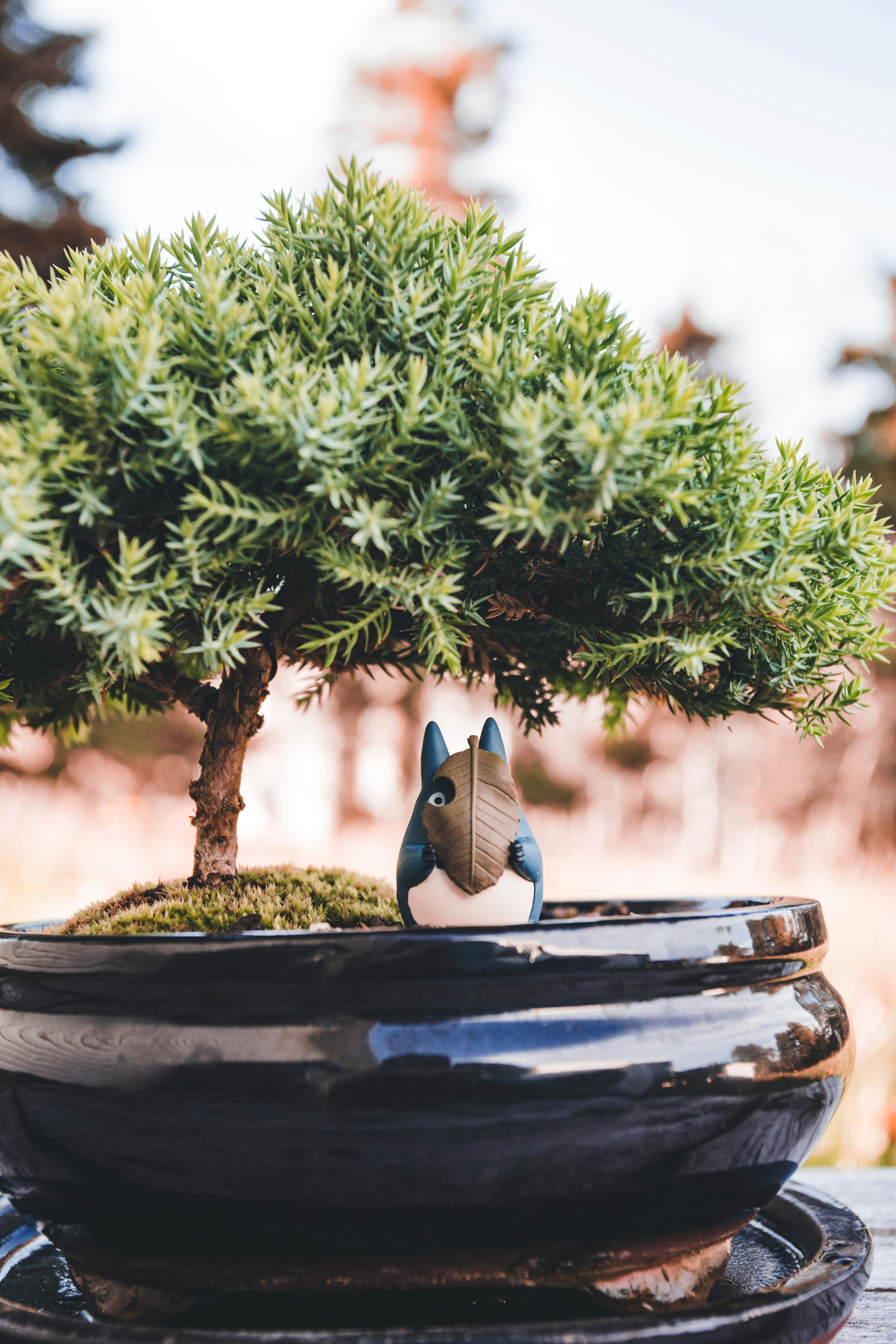 Ein kleiner Bonsai im schwarzen Topf Foto  Kostenloses Bild zum Thema Tier  auf Unsplash