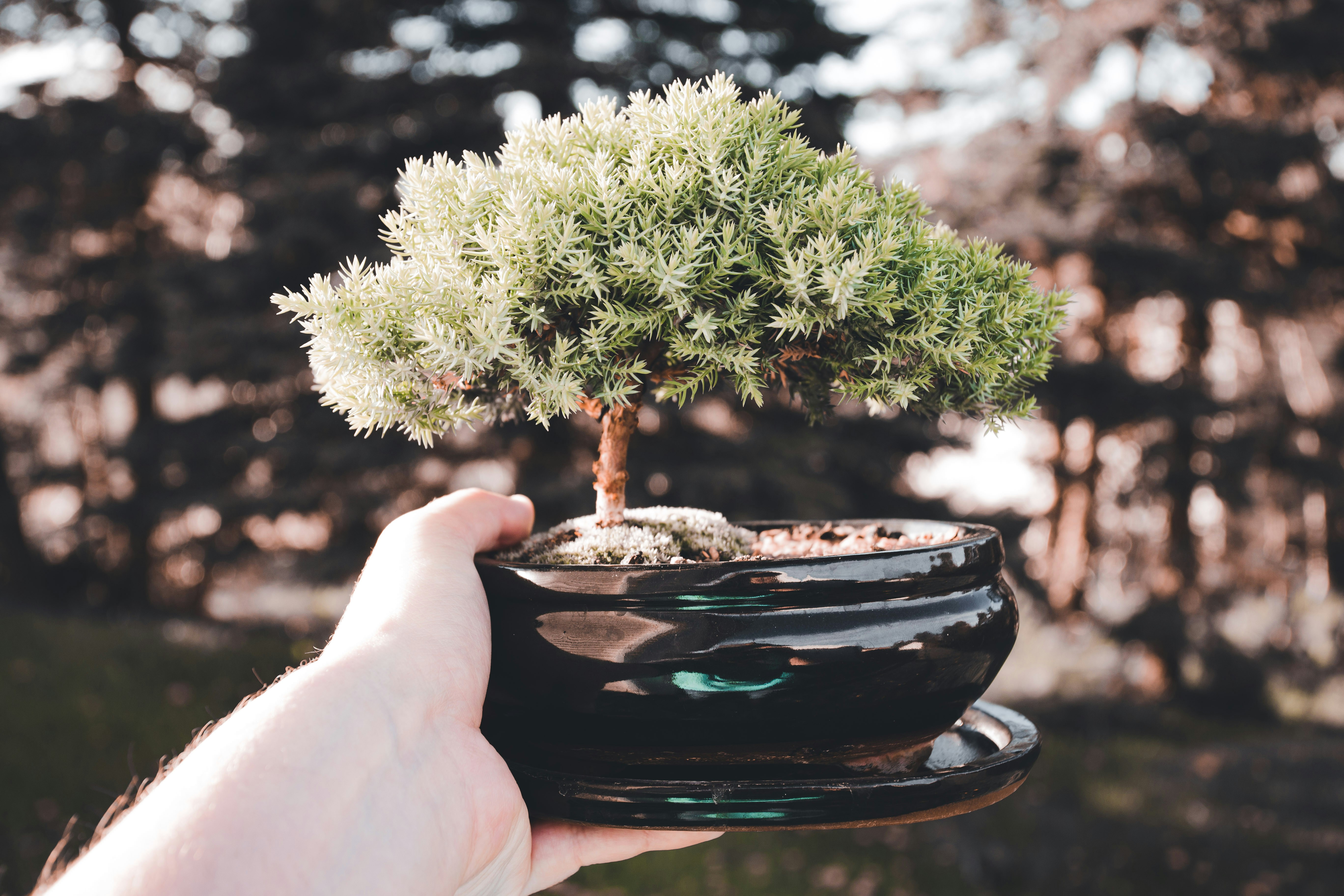 a hand holding a small tree in a black pot