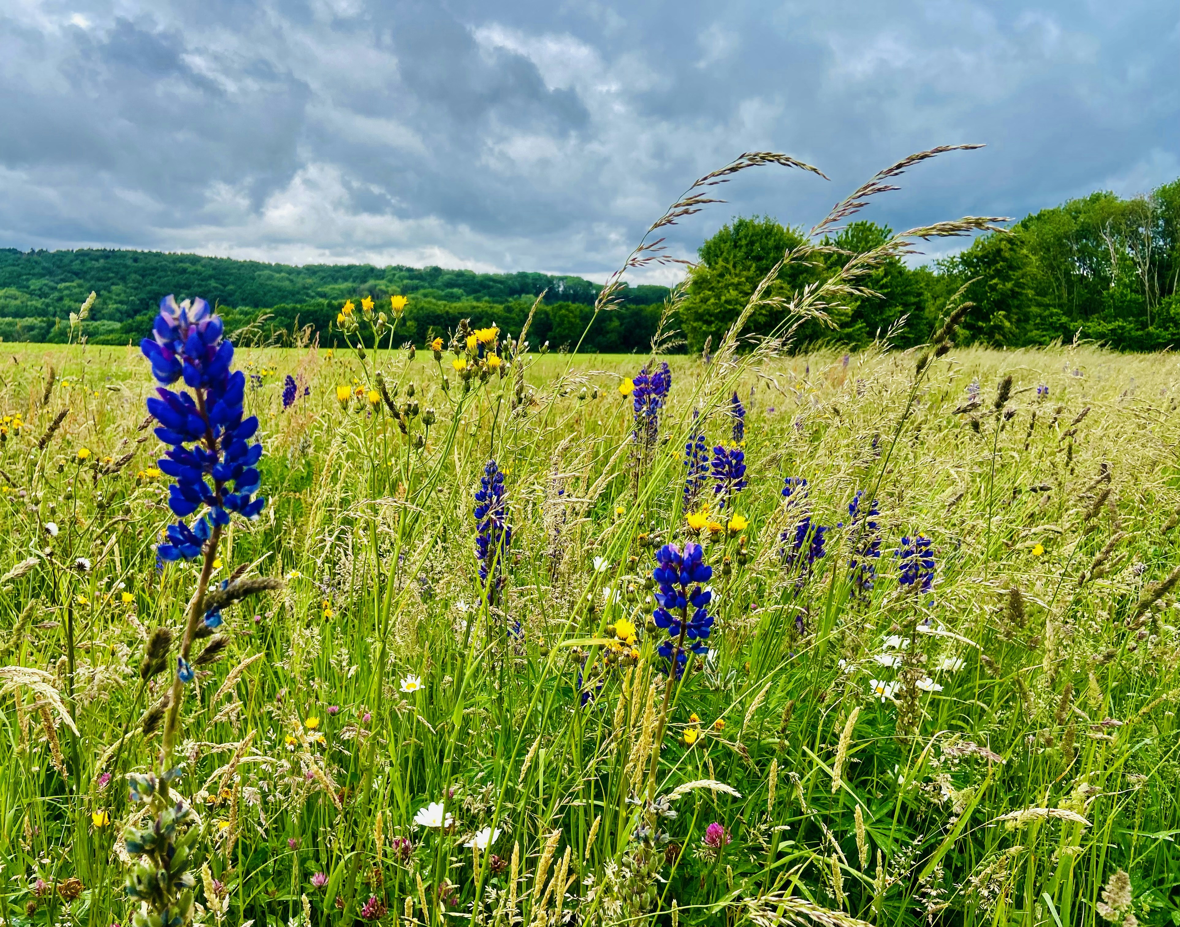 Afbeelding van Gulpen