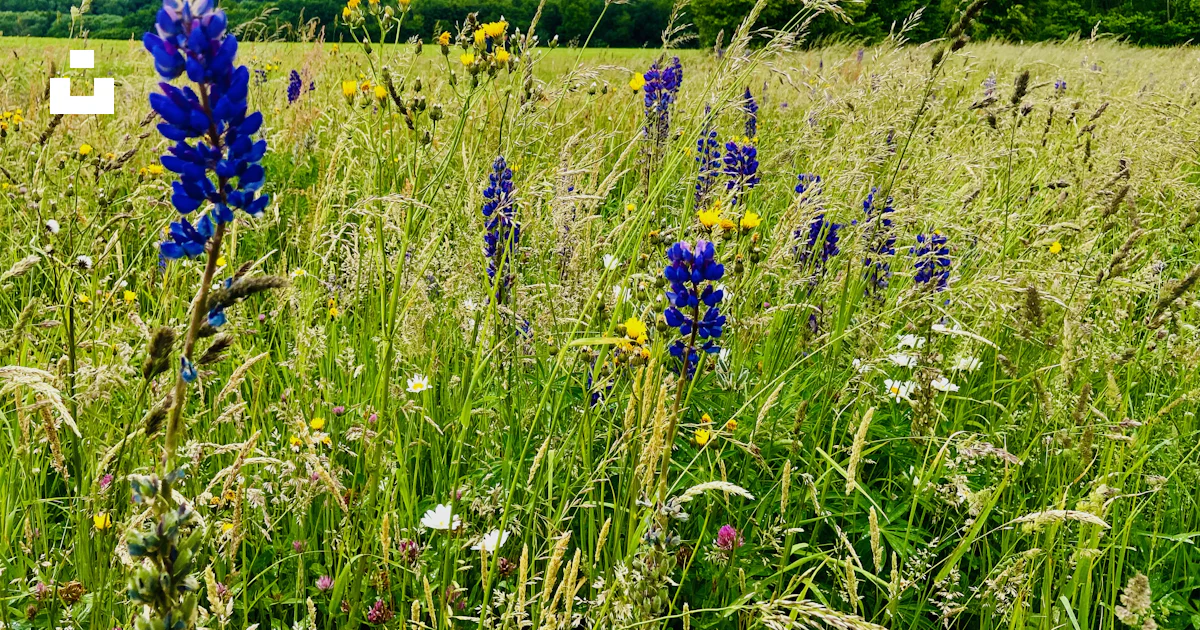 Autoportée AS800 pour prairie et herbes hautes - LOXAGRI Autoportée AS800 pour prairie et herbes hautes - LOXAGRI