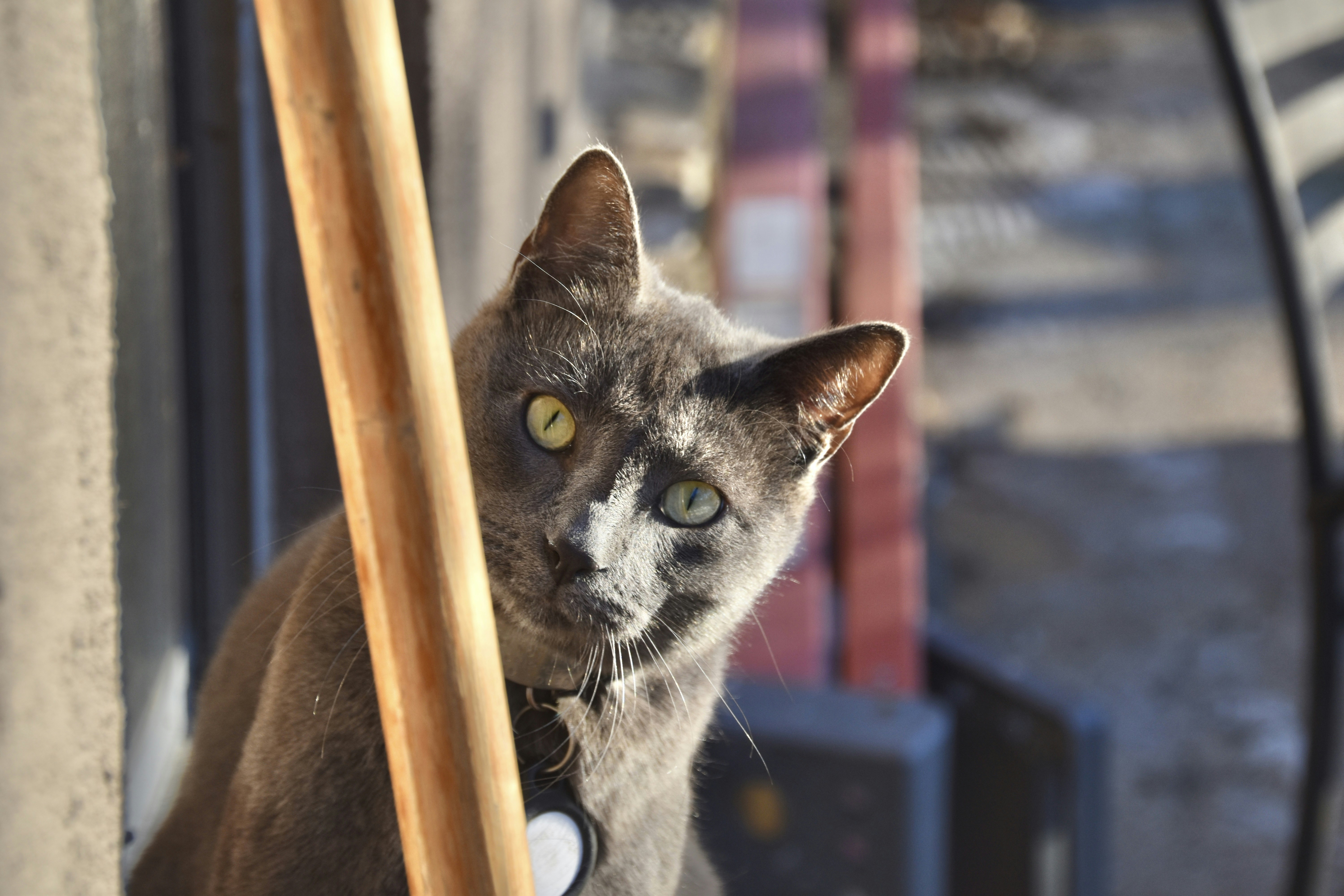 a cat with a collar looking at the camera